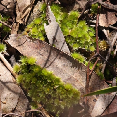 Unidentified Moss, Liverwort or Hornwort at Caladenia Forest, O'Connor - 31 Aug 2023 by ConBoekel