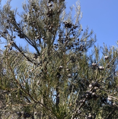 Hakea lissosperma (Needle Bush) at Mount Buffalo, VIC - 2 Sep 2023 by AnneG1