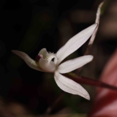 Caladenia fuscata (Dusky Fingers) at Acton, ACT - 31 Aug 2023 by ConBoekel