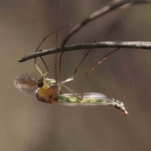 Chironomidae (family) at Acton, ACT - 31 Aug 2023