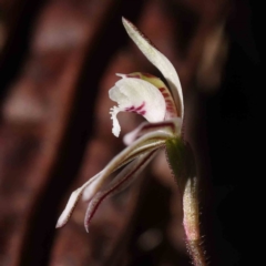 Caladenia fuscata (Dusky Fingers) at Caladenia Forest, O'Connor - 31 Aug 2023 by ConBoekel