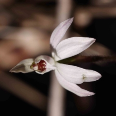 Caladenia fuscata at Acton, ACT - 31 Aug 2023