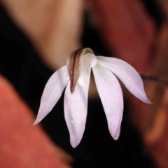 Caladenia fuscata (Dusky Fingers) at Caladenia Forest, O'Connor - 31 Aug 2023 by ConBoekel