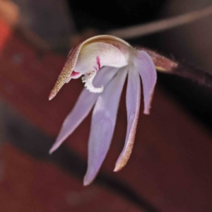 Caladenia fuscata at Acton, ACT - suppressed