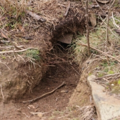 Oryctolagus cuniculus (European Rabbit) at Caladenia Forest, O'Connor - 31 Aug 2023 by ConBoekel