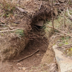 Oryctolagus cuniculus (European Rabbit) at O'Connor, ACT - 31 Aug 2023 by ConBoekel