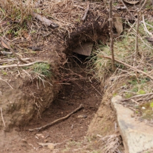 Oryctolagus cuniculus at O'Connor, ACT - 31 Aug 2023