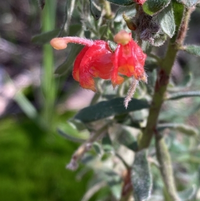 Grevillea alpina (Mountain Grevillea / Cat's Claws Grevillea) at Chiltern, VIC - 29 Aug 2023 by AnneG1