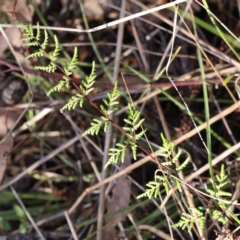 Cheilanthes sieberi subsp. sieberi (Narrow Rock Fern) at Caladenia Forest, O'Connor - 31 Aug 2023 by ConBoekel