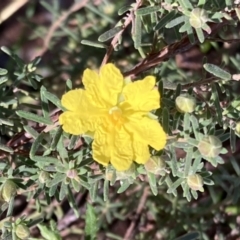 Hibbertia riparia (Erect Guinea-flower) at Chiltern, VIC - 29 Aug 2023 by AnneG1