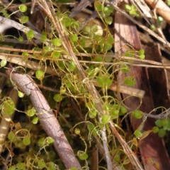 Unidentified Moss, Liverwort or Hornwort at Acton, ACT - 31 Aug 2023 by ConBoekel