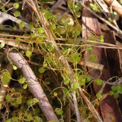 Funaria hygrometrica at Acton, ACT - 31 Aug 2023 by ConBoekel