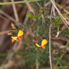 Dillwynia phylicoides (A Parrot-pea) at Caladenia Forest, O'Connor - 31 Aug 2023 by ConBoekel