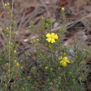 Hibbertia calycina at Acton, ACT - 31 Aug 2023 01:20 PM