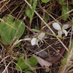 Viola odorata (Sweet Violet, Common Violet) at Acton, ACT - 31 Aug 2023 by ConBoekel