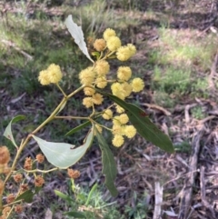 Acacia pycnantha (Golden Wattle) at Chiltern, VIC - 29 Aug 2023 by AnneG1