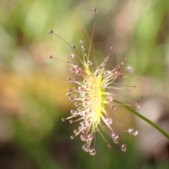 Drosera (genus) at Chiltern, VIC - 29 Aug 2023 10:27 AM
