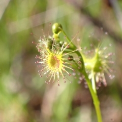Drosera (genus) at Chiltern, VIC - 29 Aug 2023 10:27 AM