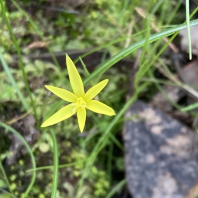 Pauridia vaginata (Yellow Star) at Chiltern, VIC - 29 Aug 2023 by AnneG1