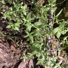 Gonocarpus tetragynus (Common Raspwort) at Chiltern, VIC - 29 Aug 2023 by AnneG1