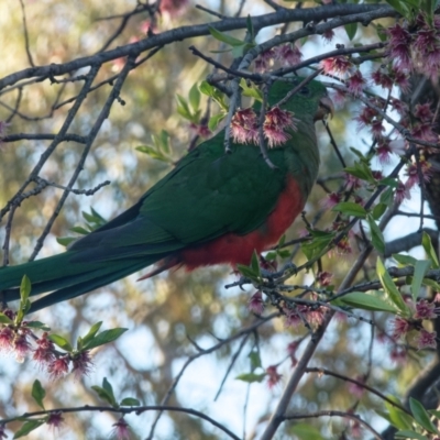 Alisterus scapularis (Australian King-Parrot) at Downer, ACT - 9 Sep 2023 by RobertD