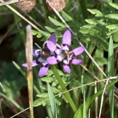 Wurmbea dioica subsp. dioica (Early Nancy) at Chiltern, VIC - 29 Aug 2023 by AnneG1