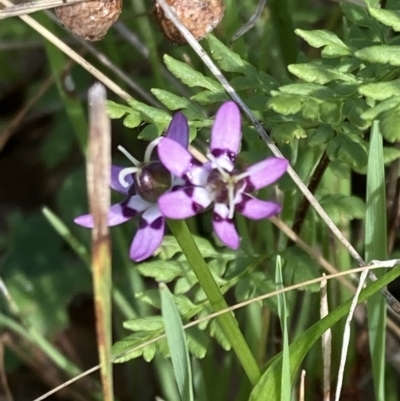 Wurmbea dioica subsp. dioica (Early Nancy) at Chiltern, VIC - 29 Aug 2023 by AnneG1