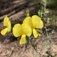 Gompholobium huegelii (pale wedge–pea) at Chiltern, VIC - 29 Aug 2023 by AnneG1