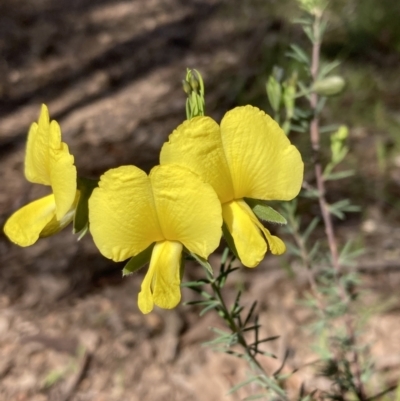 Gompholobium huegelii (pale wedge–pea) at Chiltern, VIC - 29 Aug 2023 by AnneG1