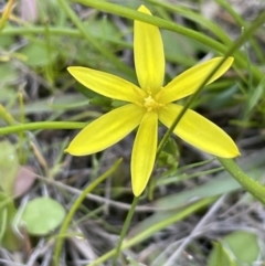 Pauridia vaginata (Yellow Star) at Bethungra, NSW - 6 Sep 2023 by JaneR