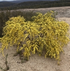 Acacia verniciflua (Varnish Wattle) at Beechworth, VIC - 29 Aug 2023 by AnneG1