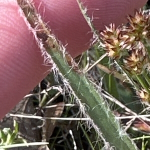 Luzula meridionalis at Cook, ACT - 9 Sep 2023