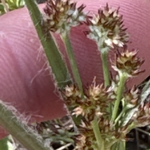 Luzula meridionalis at Cook, ACT - 9 Sep 2023