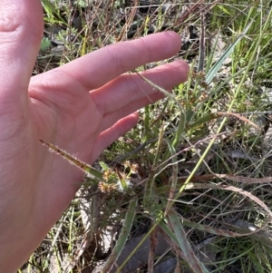 Luzula meridionalis at Cook, ACT - 9 Sep 2023