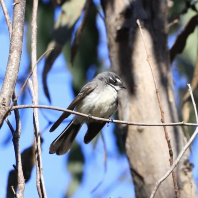 Rhipidura albiscapa (Grey Fantail) at Denman Prospect, ACT - 9 Sep 2023 by JimL