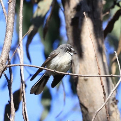 Rhipidura albiscapa (Grey Fantail) at Denman Prospect, ACT - 8 Sep 2023 by JimL