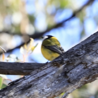 Pachycephala pectoralis (Golden Whistler) at Denman Prospect, ACT - 8 Sep 2023 by JimL