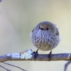 Acanthiza pusilla (Brown Thornbill) at Stromlo, ACT - 8 Sep 2023 by JimL