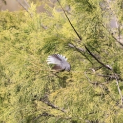 Rhipidura albiscapa at Stromlo, ACT - 9 Sep 2023