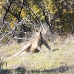 Macropus giganteus (Eastern Grey Kangaroo) at Stromlo, ACT - 9 Sep 2023 by JimL