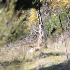 Macropus giganteus at Stromlo, ACT - 9 Sep 2023