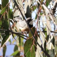 Pachycephala rufiventris (Rufous Whistler) at Denman Prospect, ACT - 8 Sep 2023 by JimL