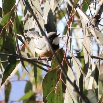 Pachycephala rufiventris (Rufous Whistler) at Denman Prospect, ACT - 8 Sep 2023 by JimL