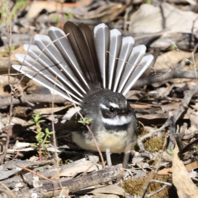 Rhipidura albiscapa (Grey Fantail) at Denman Prospect, ACT - 9 Sep 2023 by JimL