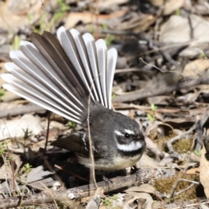 Rhipidura albiscapa at Denman Prospect, ACT - 9 Sep 2023 09:10 AM