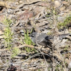 Rhipidura albiscapa at Denman Prospect, ACT - 9 Sep 2023 09:10 AM