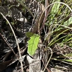 Senecio prenanthoides at Cook, ACT - 9 Sep 2023