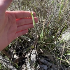 Senecio prenanthoides at Cook, ACT - 9 Sep 2023