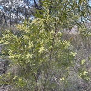 Acacia floribunda at Cook, ACT - 9 Sep 2023