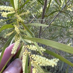 Acacia floribunda at Cook, ACT - 9 Sep 2023